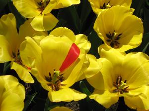 Spa-  :  ,   , 